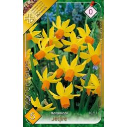 Narcissus botanical jetfire sárga-narancs nárcisz virághagyma 5 darab