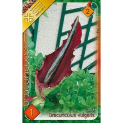 Dracunculus vulgaris bordó-fekete sárkánykontyvirág virághagyma 1 darab