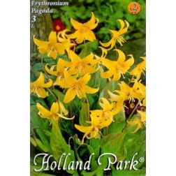 Erythronium pagoda sárga kakasmandinkó virághagyma 3 darab