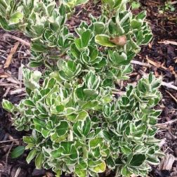 EUONYMUS JAPONICUS KATHY  CLT. 10  Kecskerágó