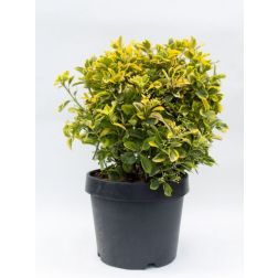 Euonymus jap."Aureus" CLT30 GÖMB