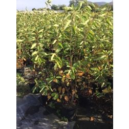 AMELANCHIER CANADENSIS (LAMARCKII) CLT. 10 Nyúlfarkú madárcseresznye (Lamarck)