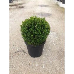 Buxus micr."Faulkner" CLT12 30/35