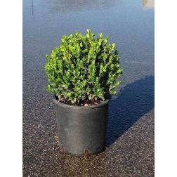 Buxus micr."Faulkner" CLT7 GÖMB
