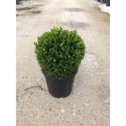 BUXUS MICROPHYLLA FAULKNER CLT. 25 45/50 BALL díszbukszus