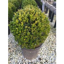 Buxus micr."Faulkner" CLT15 35/40