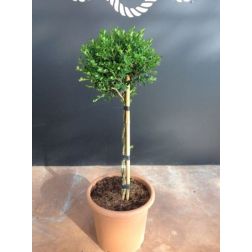 BUXUS MICROPHYLLA FAULKNER LV 9 MINI STANDARD Kislevelű díszbukszus