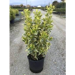 Fehértarka japán kecskerágó Euonymus Japonica "Bravo" CLT5