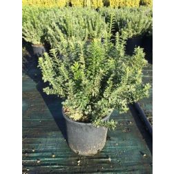 Fehértarka kislevelű törpe kecskerágó Euonymus Pulchellus "Argenteovar." CLT5