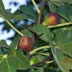 FICUS CARICA DEL PORTOGALLO CLT. 10 Füge
