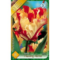 Tulipa flaming parrot sárga-piros tulipán virághagyma 5 darab