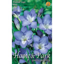 Freesia single blue kék frézia virághagyma 10 darab