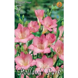 Freesia single pink rózsaszín frézia virághagyma 10 darab