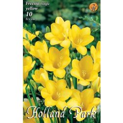 Freesia single yellow sárga frézia virághagyma 10 darab