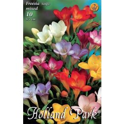 Freesia single mixed vegyes színű frézia virághagyma 10 darab