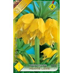 Fritillaria imperialis maxima lutea sárga császárkorona virághagyma 1 darab