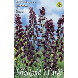 Fritillaria persica adiyaman lila-fekete perzsa kockásliliom virághagyma 1 darab