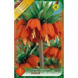 Fritillaria imperialis rubra piros-narancs császárkorona virághagyma 1 darab