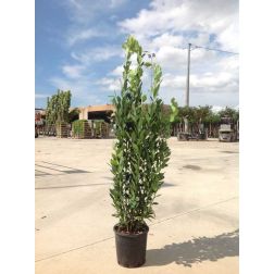 LAURUS NOBILIS CLT. 10 125/150 Nemesbabér