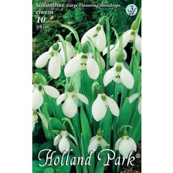 Galanthus elwesii fehér-zöld török hóvirág virághagyma 10 darab