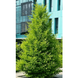 Ginkgo biloba "Blagon" CLT18