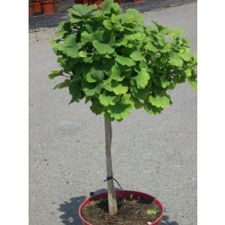 GINKGO BILOBA MARIKEN LV 9 MINI STANDARD Páfrányfenyő