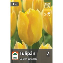 Oázis Tulipa Golden Emperor tulipán virághagyma 7 db