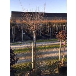 Gömb csepleszmeggy Prunus Fruticosa Globosa CLT18 törzses