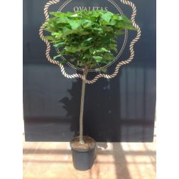 Catalpa bign."Nana" CLT18 8/10 szívlevelű szivarfa