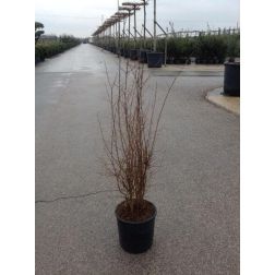 PUNICA GRANATUM CLT. 10 Gránátalma
