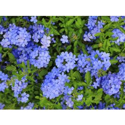 Plumbago capensis &oacute;lomvir&aacute;g 14 cm-es cser&eacute;pben r&aacute;csos