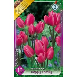Tulipa multiflowered happy family rózsaszín tulipán virághagyma 8 darab