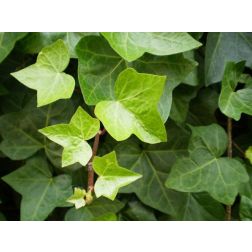 HEDERA HELIX CLT. 10 175/200 Borosty&aacute;n
