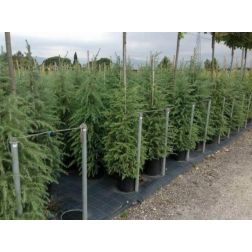 Cedrus de. CLT18 125/150