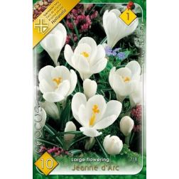 Crocus vernus jeanne d'arc fehér nagyvirágú krókusz virághagyma 8 darab