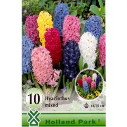 Hyacinthus mixed vegyes színű jácint virághagyma "nagy csomag" 10 darab