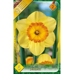 Narcissus large cupped delibes sárga-narancs nárcisz virághagyma 5 darab