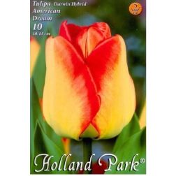 Tulipa darwin hybrid american dream sárga-narancs darwin hibrid tulipán virághagyma 6 darab