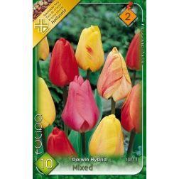 Tulipa darwin hybrid mixed vegyes színű tulipán virághagyma 10 darab
