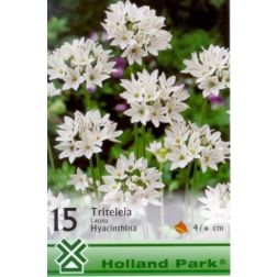Triteleia hyacinthina white fehér csillaghagyma virághagyma 15 darab