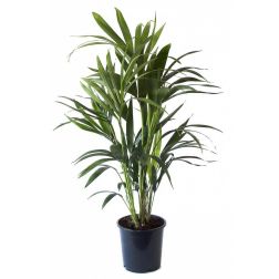 Howea Forsteriana kenciap&aacute;lma 24 cm-es cser&eacute;pben, kb. 145 cm magas