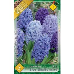 Hyacinthus blue shades mixed vegyes színű jácint virághagyma 3 darab