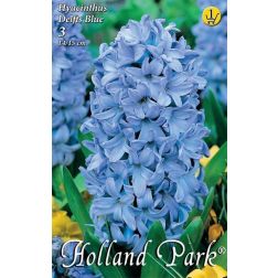 Hyacinthus delfts blue kék jácint virághagyma 3 darab