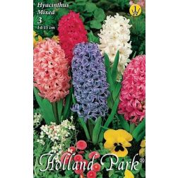 Hyacinthus mixed vegyes színű jácint virághagyma 3 darab