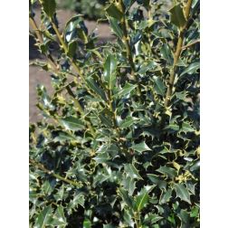ILEX AQUIFOLIUM ALASKA LV 9 MINI STANDARD Tarkalevelű magyal