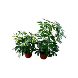 Schefflera arboricola Sugárarália szobanövény 12 cm-es cserépben