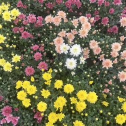 Chrysanthemum Krizant&eacute;m 10 cm-es cser&eacute;pben vegyes sz&iacute;nekben