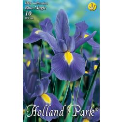 Iris hollandica blue magic kék-sárga írisz virághagyma 10 darab