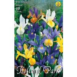 Iris hollandica mixed vegyes színű írisz virághagyma 10 darab