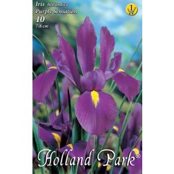 Iris hollandica purple sensation lila írisz virághagyma 10 darab